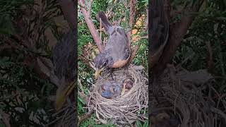 American Robin Feeding Babies then Eating their Poop [upl. by Urias]