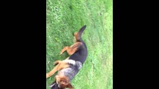 Berger allemand et doberman chocolat [upl. by Renate]