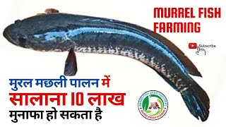 Murrel Sole  Shol fish farming process  Profitability  Feed winned Murrel  Channa striata [upl. by Amabelle]