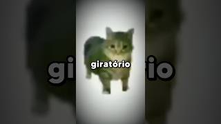 Gato Giratório OIIAOIIA A História do Meme 😵‍💫 meme oiiaoiia trend gatos [upl. by Aesoh]