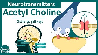 Neurotransmitters  Acetyl choline  Cholinergic pathways in the brain [upl. by Nmutua]