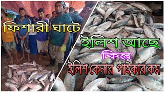 ফিশারী ঘাটে ইলিশ আছে কিন্তু ইলিশ কেনার পাইকার কম। Hilsa Fish Fishery Ghat Chattogram [upl. by Novonod]