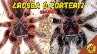 ¿GRAMMOSTOLA ROSEA O PORTERI  TODAS LAS TARÁNTULAS GRAMMOSTOLA DE CHILE EXPLICADAS [upl. by Neirda]