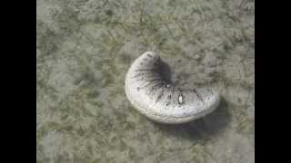 Oman sea cucumber Holothuria scabra in motion by Khalfan Al Rashdi [upl. by Fredelia429]