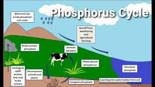 The Phosphorus Cycle Steps and Importances of Phosphorus cycle [upl. by Enilesor]