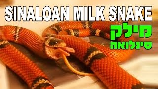 נחש מילק סינלואה Lampropeltis triangulum sinaloae Sinaloan Milk Snake [upl. by Inar571]