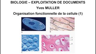 1 La diversité des cellules  Thème  Organisation fonctionnelle de la cellule [upl. by Charmine125]