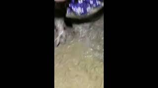 catching eels in chinese amazing eels [upl. by Genesa450]