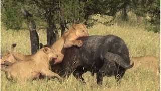 Battle at Serengeti buffalo lions amp elephants [upl. by Asenaj]