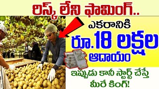 చాలా సైలెంట్ గా కోట్లలో జరుగుతున్న బిజినెస్  Kiwi Fruit Farming Business In Telugu  Money Factory [upl. by Aseefan]