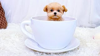 Teacup MaltiPoo Female Puppy Melanie [upl. by Clorinda]