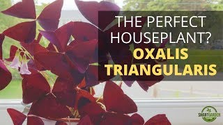 Oxalis Triangularis Houseplant Care Purple Shamrock  This Easy Care Indoor Plant Has Everything [upl. by Nataline]