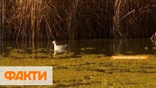 Дохлая рыба коричневая вода и вонь кто и почему загрязняет водоемы Днепра [upl. by Anafetse]