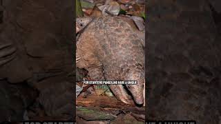 Interesting Facts about Pangolin [upl. by Viradis]