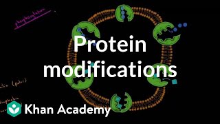 Protein modifications  Biomolecules  MCAT  Khan Academy [upl. by Enidaj]