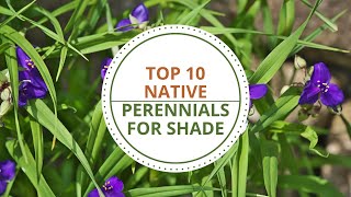 Top 10 Perennials for Shade in North Texas [upl. by Ahsinauj]