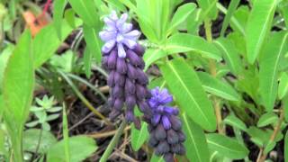 ポール・スミザー Muscari latifolium ムスカリ ラティフォリウム [upl. by Hallam]