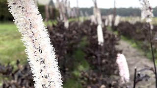 Actaea simplex Brunette Baneberry  FarmerGracycouk [upl. by Aiht]