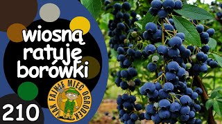 210 Jak pielęgnować borówkę amerykańską wczesną wiosną [upl. by Assek]