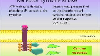 Receptor tyrosine kinase [upl. by Nylhtiak107]