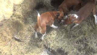 Severn Valley Ratters  Mayhem In The Bales Episode 2  Ratting With Plummer Terriers [upl. by Edahc557]