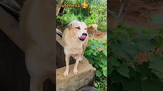 doglover cute dogowner pets dog [upl. by Abbi]