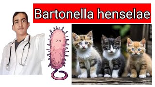 Bartonella henselae [upl. by Yddur]