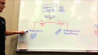 How to distinguish GRAM POSITIVE COCCI [upl. by Doran]