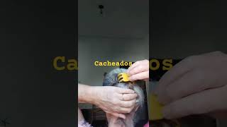 Penteado para cacheados cabelo [upl. by Shull]