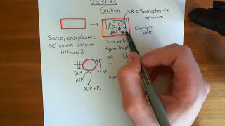 Cardiac Hypertrophy and SERCA Part 1 [upl. by Drew592]