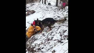 German Shepherds Impressive Response to Owner in Distress shorts [upl. by Ayotnom]