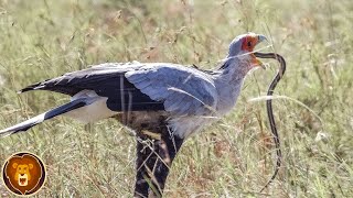 Cet Oiseau Est un Cauchemar pour les Serpents [upl. by Emelia]