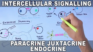 Intercellular Signalling  Cell to Cell Communication [upl. by Nosmoht664]