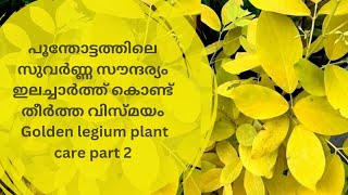 Golden Desmodium plant caregolden legume plantKarada plantKaha karada plant PART ll [upl. by Deuno323]