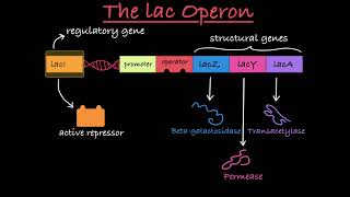 The lac Operon Explained [upl. by Odrareve]