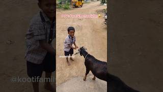 Kooti kitta mattikitan nilan🤣 kootifamily goats babygoats funnygoats tamil funnyvideos [upl. by Eneleahs]