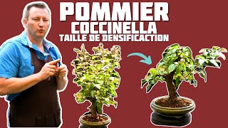 Taille de Densification sur un Pommier Bonsai🌱 NEJIKAN BONSAI 🌱 [upl. by Eissac]