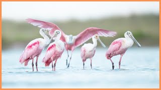 A Spoonful of Beauty  The Roseate Spoonbill 🦩💕 [upl. by Yelich]