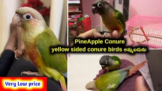 PineApple conureyellow sided conure birds for sale in telugu 77021 97388 aj pets [upl. by Lillian478]