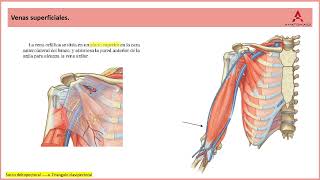 57 Venas del brazo Clase de Anatomía Humana de Gray [upl. by Oflodur]