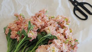 How to Condition Matthiola  Stock Flowers [upl. by Kopans]