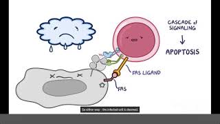 Inclusion Body Myopathy Causes Symptoms Diagnosis amp Treatment Pathology [upl. by Anelrahc200]