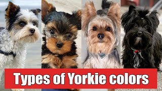 9 Different Types of Yorkshire Terrier Colors And Their Role  Types of Yorkie Colors [upl. by Tansy]