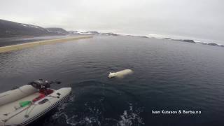 Polar bear and boat [upl. by Albers]