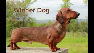 Wiener dog song full song for 1 hour [upl. by Aynas]