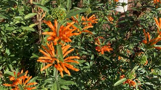 Leonotis leonuris  Lions Tail Plant care A hummingbird magnet leonotisleonuris lionstail [upl. by Rainie]