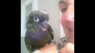 Max the Maximillian Pionus Talking [upl. by Nesiaj307]