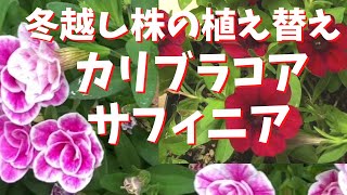 【植え替え】カリブラコアサフィニア【冬越し株】 [upl. by Najar]