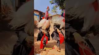 sankasur shorts viral viralshort youtubeshorts [upl. by Ailaht363]