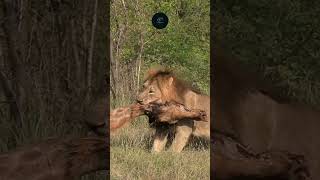 Lion Drags Giraffe Carcass Raw Power in Amboseli National Park maasaimara wildlifewarriors [upl. by Lenneuq961]